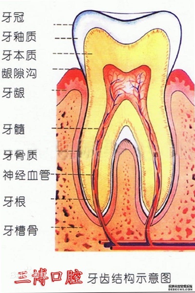 文件:Tooth structure.jpg